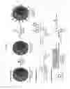 Fig. 22 - DNA-cell conjugates