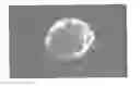 Fig. 01 - Rat embryonic stem cell
