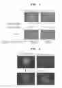 Fig. 04 - Rat embryonic stem cell