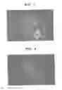 Fig. 06 - Rat embryonic stem cell