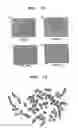 Fig. 10 - Rat embryonic stem cell