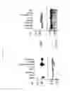 Fig. 08 - NOVEL BAK BINDING PROTEIN, DNA ENCODING THE PROTEIN, AND METHODS OF USE THEREOF