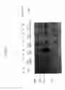 Fig. 10 - NOVEL BAK BINDING PROTEIN, DNA ENCODING THE PROTEIN, AND METHODS OF USE THEREOF