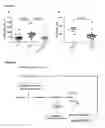 Fig. 05 - Vanin 1 as a Peripheral Blood Oxidative Stress Sensor
