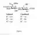 Fig. 02 - HEPARAN SULFATE SYNTHESIS