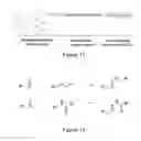 Fig. 12 - HEPARAN SULFATE SYNTHESIS