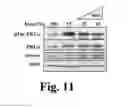 Fig. 07 - Methods and Compounds Regulating the Erythroid Response to Iron Deficiency
