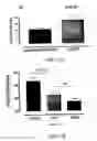 Fig. 10 - Tissue protective peptides and uses thereof