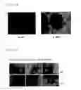 Fig. 03 - AGENT FOR STIMULATING MOBILIZATION OF ENDOTHELIAL PROGENITOR CELLS
