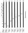 Fig. 50 - Antibodies and molecules derived therefrom that bind to STEAP-1 proteins