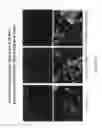 Fig. 85 - Antibodies and molecules derived therefrom that bind to STEAP-1 proteins