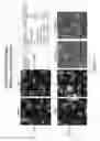 Fig. 86 - Antibodies and molecules derived therefrom that bind to STEAP-1 proteins