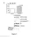 Fig. 04 - Method of Treating Cancer with a Combination of a Proteasome Inhibitor and Salubrinal