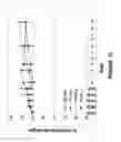 Fig. 16 - CONJUGATES OF CYTOTOXIC DRUGS