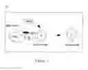 Fig. 17 - INDOLEAMINE 2,3-DIOXYGENASE PATHWAYS IN THE GENERATION OF REGULATORY T CELLS