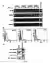 Fig. 02 - COMPOSITIONS FOR PREVENTING, REDUCING OR TREATING KERATINOCYTE-MEDIATED INFLAMMATION