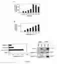 Fig. 06 - COMPOSITIONS FOR PREVENTING, REDUCING OR TREATING KERATINOCYTE-MEDIATED INFLAMMATION