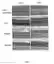 Fig. 08 - COMPOSITIONS FOR PREVENTING, REDUCING OR TREATING KERATINOCYTE-MEDIATED INFLAMMATION
