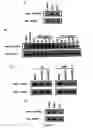 Fig. 09 - COMPOSITIONS FOR PREVENTING, REDUCING OR TREATING KERATINOCYTE-MEDIATED INFLAMMATION