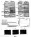 Fig. 13 - COMPOSITIONS FOR PREVENTING, REDUCING OR TREATING KERATINOCYTE-MEDIATED INFLAMMATION
