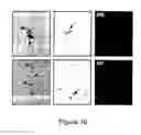 Fig. 08 - COMPOSITIONS AND METHODS FOR REGULATED PROTEIN EXPRESSION IN GUT