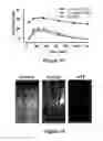 Fig. 10 - COMPOSITIONS AND METHODS FOR REGULATED PROTEIN EXPRESSION IN GUT