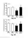 Fig. 04 - Method for preventing and treating cardiovascular diseases with BRCA1