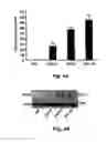 Fig. 06 - Method for preventing and treating cardiovascular diseases with BRCA1
