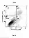 Fig. 08 - Method for preventing and treating cardiovascular diseases with BRCA1