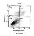 Fig. 09 - Method for preventing and treating cardiovascular diseases with BRCA1