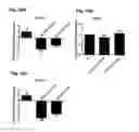 Fig. 32 - Method for preventing and treating cardiovascular diseases with BRCA1