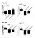 Fig. 33 - Method for preventing and treating cardiovascular diseases with BRCA1