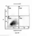 Fig. 40 - Method for preventing and treating cardiovascular diseases with BRCA1