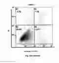 Fig. 41 - Method for preventing and treating cardiovascular diseases with BRCA1