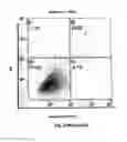 Fig. 43 - Method for preventing and treating cardiovascular diseases with BRCA1