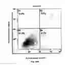 Fig. 53 - Method for preventing and treating cardiovascular diseases with BRCA1