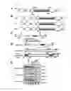 Fig. 03 - Multi-Cistronic shRNA Expression Cassette for Suppressing Single or Multiple Target Genes