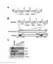 Fig. 04 - Multi-Cistronic shRNA Expression Cassette for Suppressing Single or Multiple Target Genes