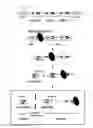 Fig. 05 - Multi-Cistronic shRNA Expression Cassette for Suppressing Single or Multiple Target Genes