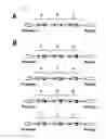 Fig. 06 - Multi-Cistronic shRNA Expression Cassette for Suppressing Single or Multiple Target Genes