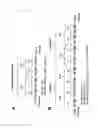 Fig. 08 - Multi-Cistronic shRNA Expression Cassette for Suppressing Single or Multiple Target Genes