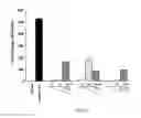 Fig. 13 - METHODS AND COMPOSITIONS FOR INDUCING PHYSIOLOGICAL HYPERTROPHY