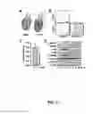 Fig. 18 - METHODS AND COMPOSITIONS FOR INDUCING PHYSIOLOGICAL HYPERTROPHY