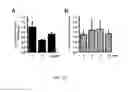 Fig. 23 - METHODS AND COMPOSITIONS FOR INDUCING PHYSIOLOGICAL HYPERTROPHY