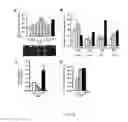 Fig. 25 - METHODS AND COMPOSITIONS FOR INDUCING PHYSIOLOGICAL HYPERTROPHY