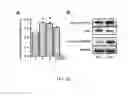 Fig. 27 - METHODS AND COMPOSITIONS FOR INDUCING PHYSIOLOGICAL HYPERTROPHY
