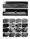 Fig. 02 - HIERARCHICAL THERMOPLASTIC SURFACE TEXTURES FORMED BY PHASE TRANSFORMATION AND METHODS OF MAKING