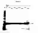 Fig. 07 - Modified human interferon polypeptides and their uses