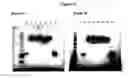 Fig. 14 - Modified human interferon polypeptides and their uses