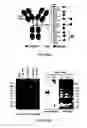 Fig. 25 - Protein renaturation microfluidic devices and methods of making and using the same